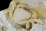 Fossil Crab (Potamon) Preserved in Travertine - Turkey #98906-4